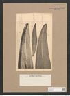 Pleurosigma angulatum (Queck.) W.Sm. (de-Toni-Nr.: Genus 13, Species 1001) Zeichnungen Sammlung Grunow Nr. 1990 (NHMW-BOT-W0368835)